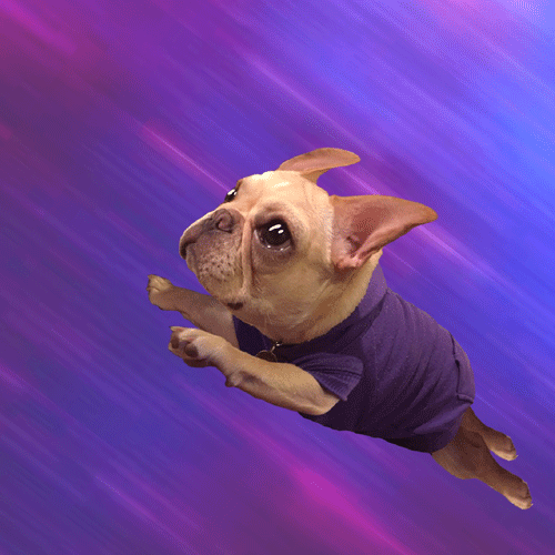 gif of cat